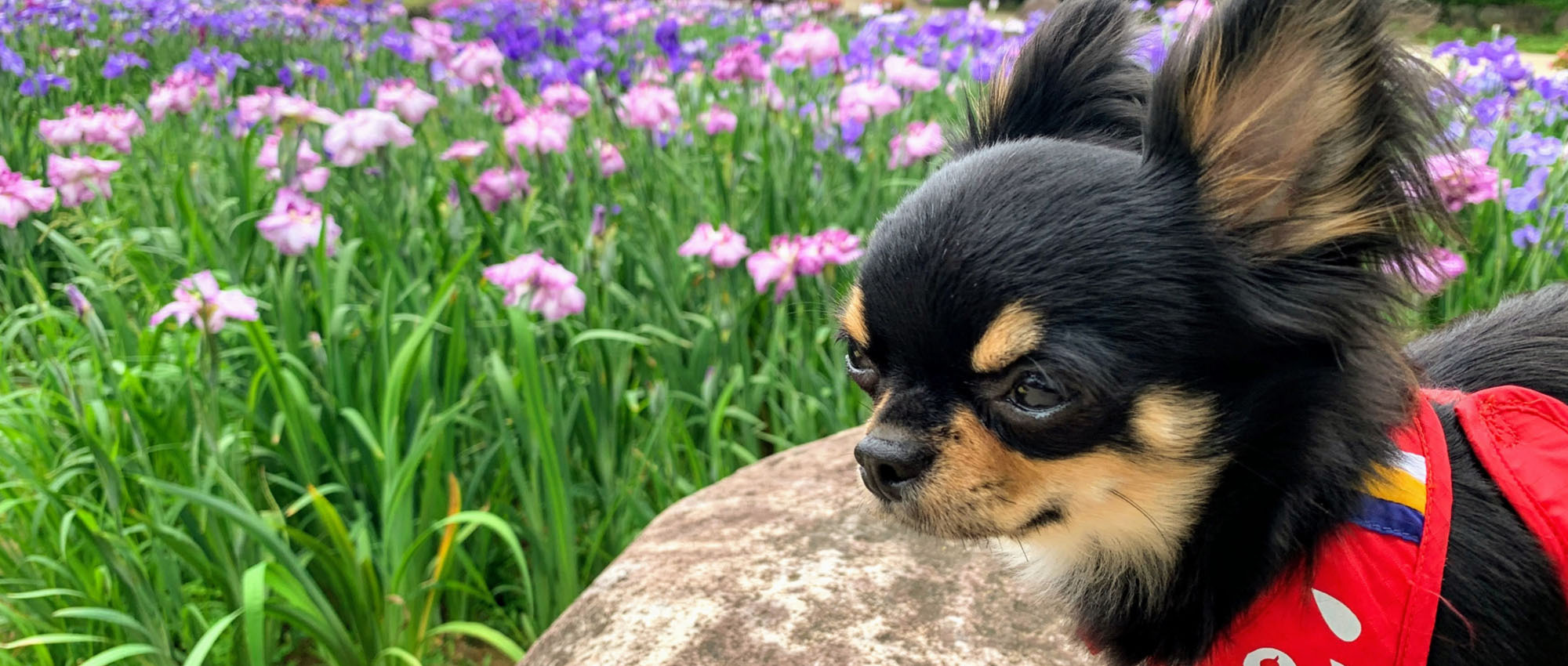 花畑の前にいるチワワ