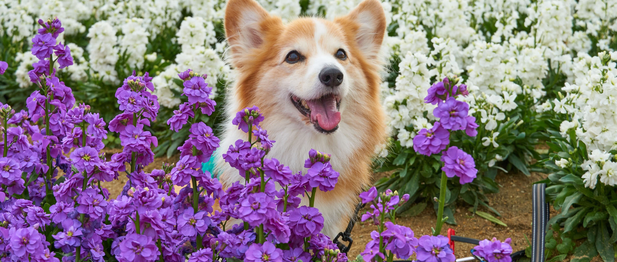 花に囲まれて笑顔のコーギー