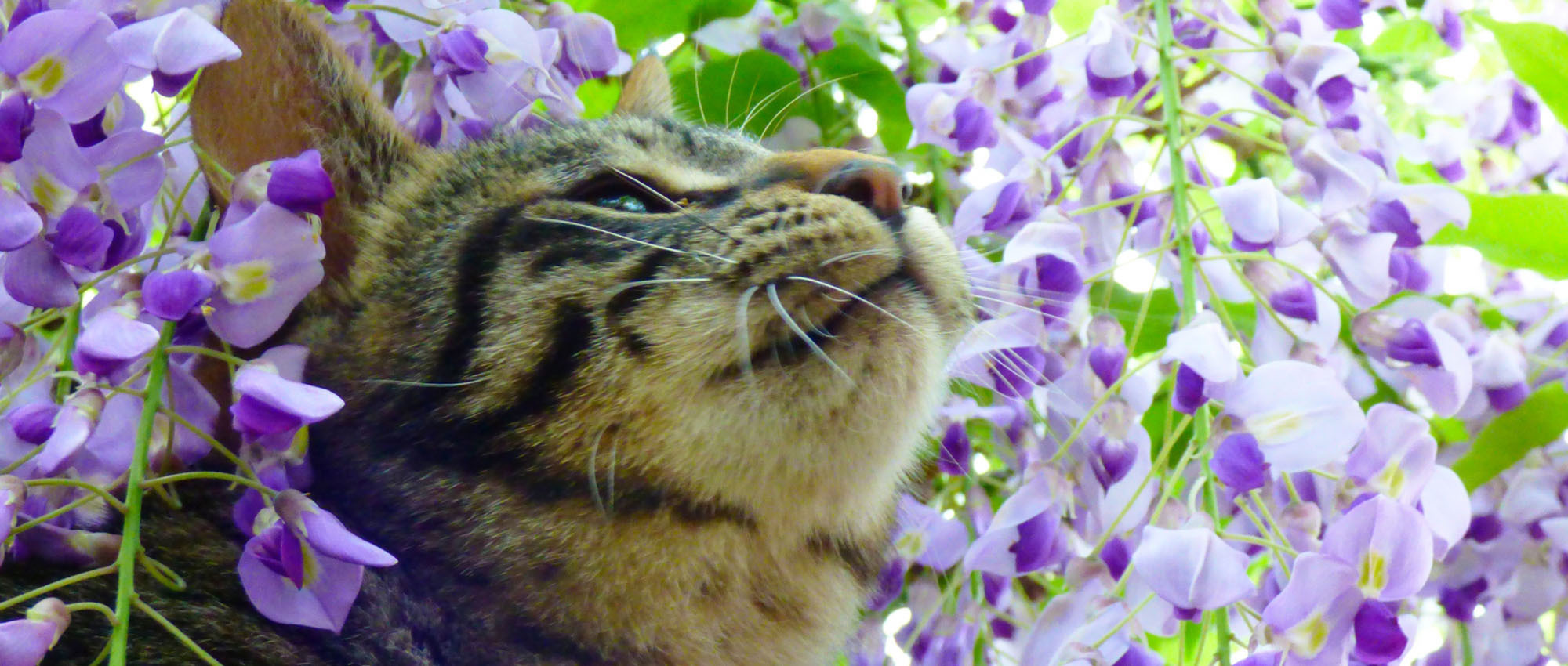藤の花に囲まれた猫