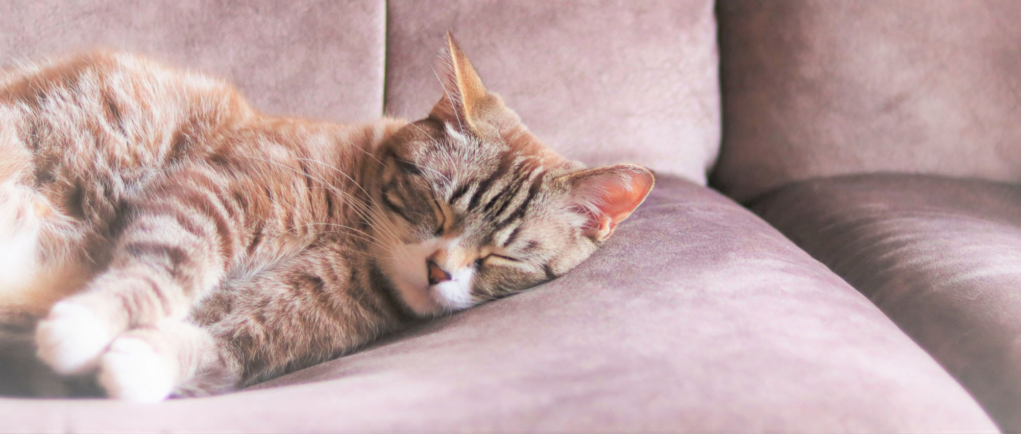 ソファで静かに眠る猫