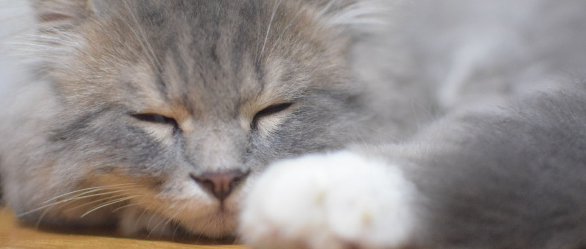 静かに目を閉じて眠る猫