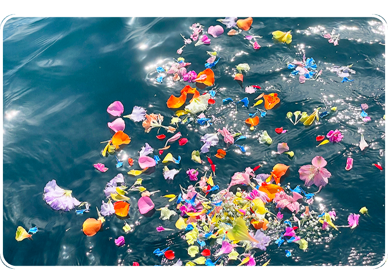 ペットの遺骨を海洋散骨にて供養します